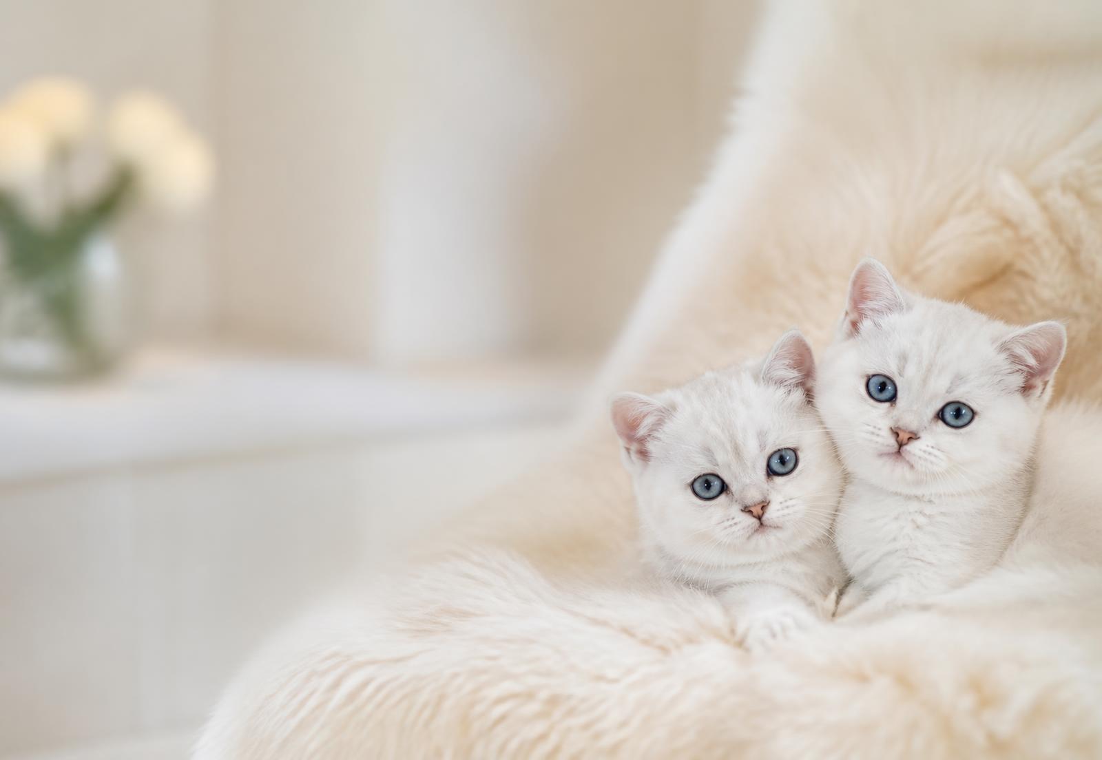 Two snow white British Shorthair kittens resting together on a cream sheepskin throw